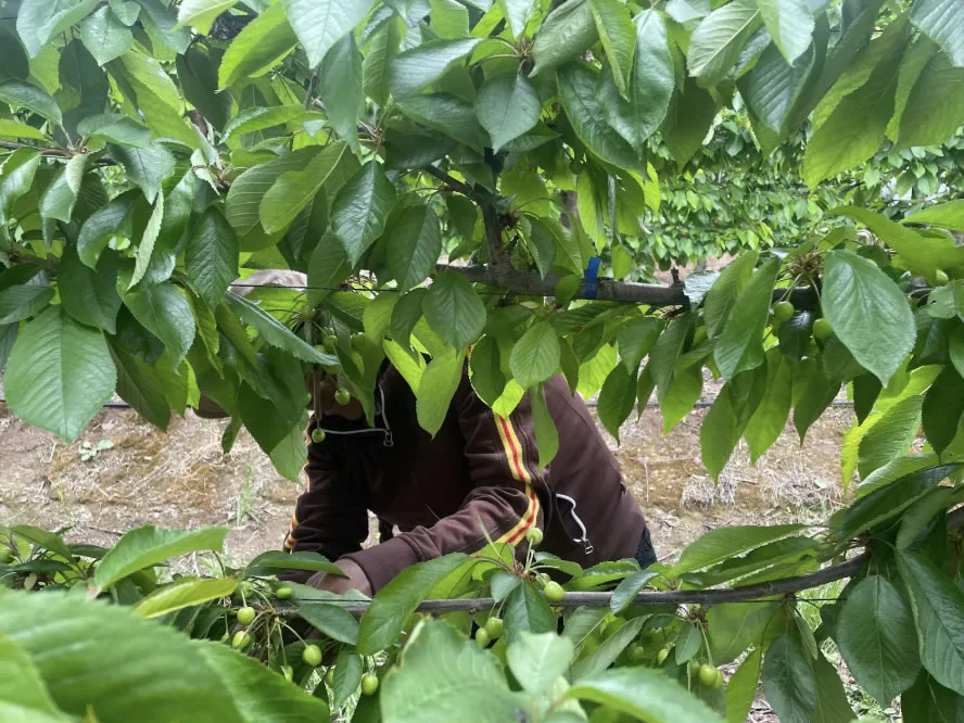 Cuerpos para la exportación: Cerezas de sangre